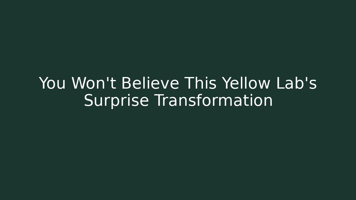 You Won't Believe This Yellow Lab's Surprise Transformation